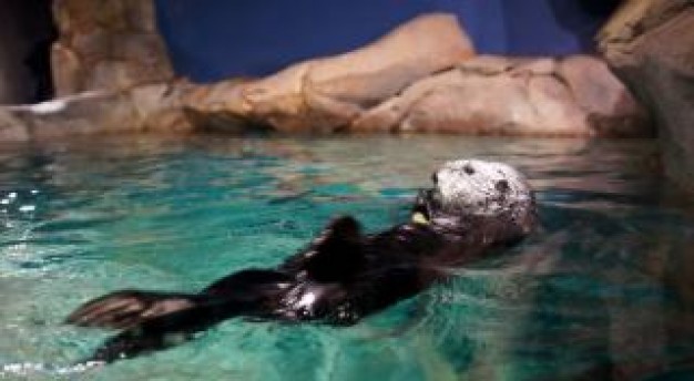 Sea otter otter Vancouver Aquarium aquarium about Monterey Bay Aquarium Tofino